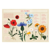 Les posters de l'école : Les Fleurs