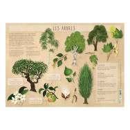 Les posters de l'école : Les Arbres