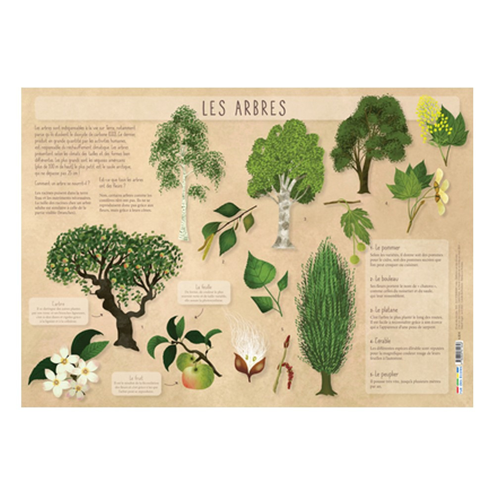 Les posters de l'école : Les Arbres