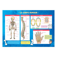 Les posters de l'école : Le Corps humain