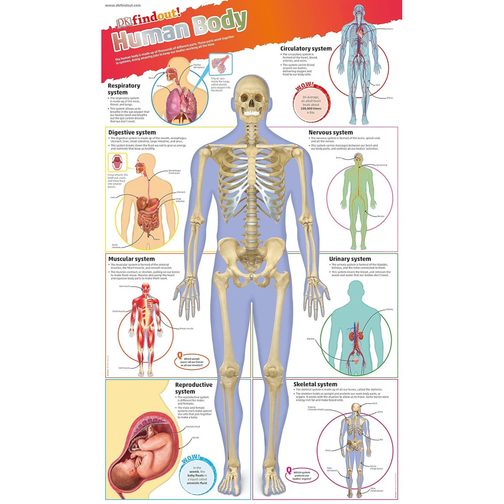 DKfindout- Human Body Poster